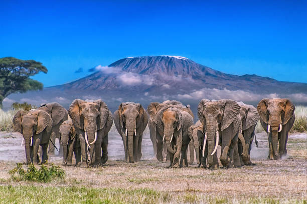 Elephant herd walking across Amboseli plains with snow-capped Mount Kilimanjaro behind
