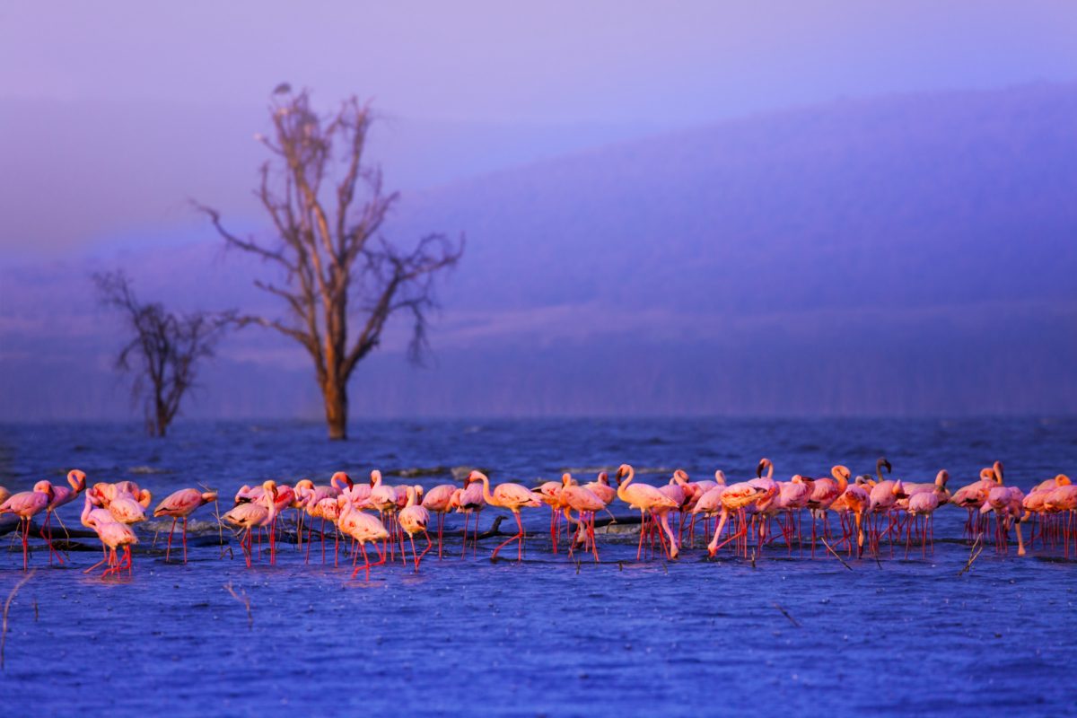 Pink flamingos wading in Lake Nakuru at dusk with hills in the background