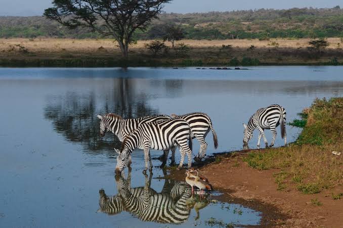 Zebras drinking at a watering hole in Nairobi National Park