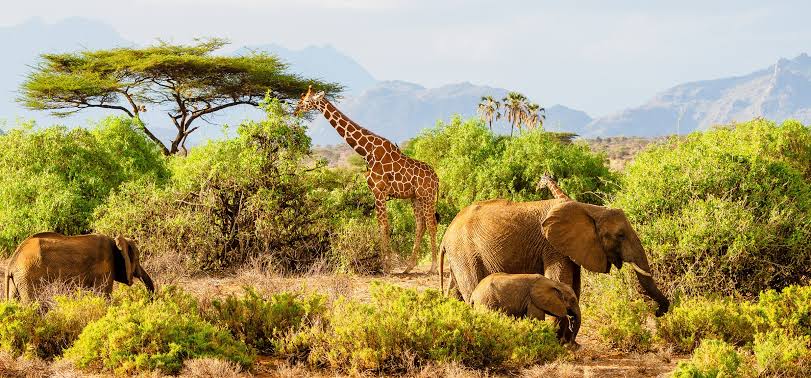 Wildlife in the arid landscape of Samburu National Reserve